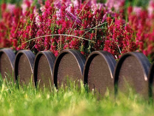 10m length fence - 10m, garden